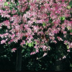 操馒头逼少妇高朝
